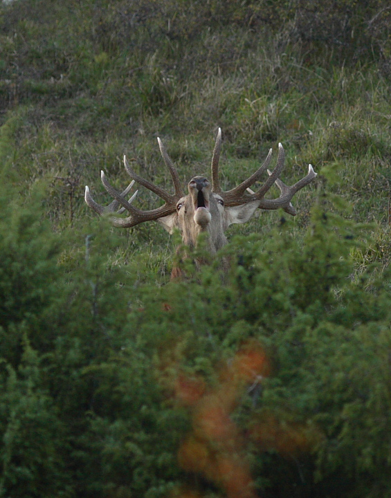 Strategie riproduttive del cervo (Cervus elaphus)